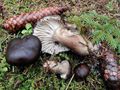 Hygrophorus camarophyllus